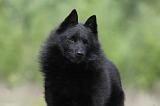 SCHIPPERKE 547